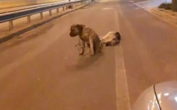 Ηράκλειο: Συγκινεί o σκύλος που θρηνεί τον τετράποδο φίλο του - Δεν τον εγκατέλειψε στιγμή (βίντεο)