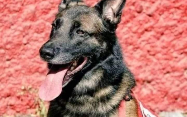 Φονικός Σεισμός: Τραγικό θάνατο βρήκε στην Τουρκία ο διασώστης σκύλος Proteo