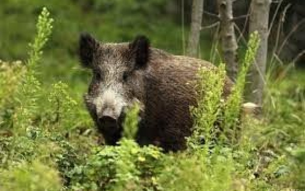 Δήμος Λαγκαδά: Συνεργεία Δίωξης Αγριόχοιρου αυτή την εβδομάδα