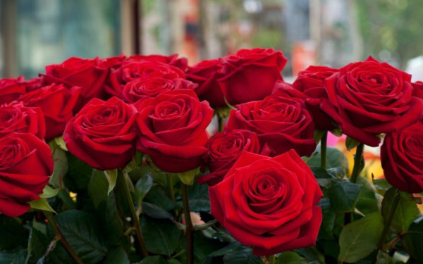 Θεσσαλονίκη: Πες το, με ένα μπουκέτο με... 1.300 τριαντάφυλλα