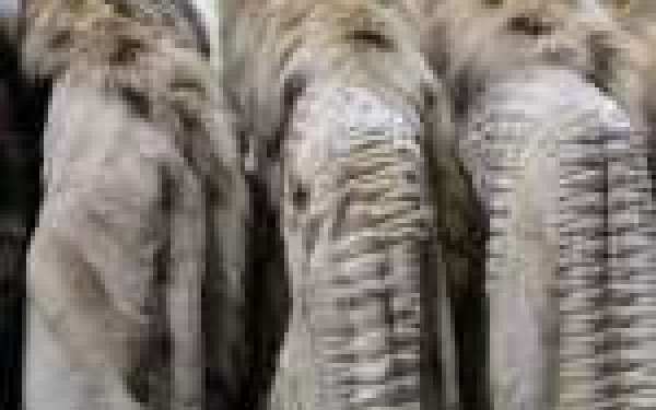 Προδημοσίευση της δράσης: «2ος κύκλος: Έκτακτη Επιχορήγηση σε επιχειρήσεις του κλάδου γούνας»