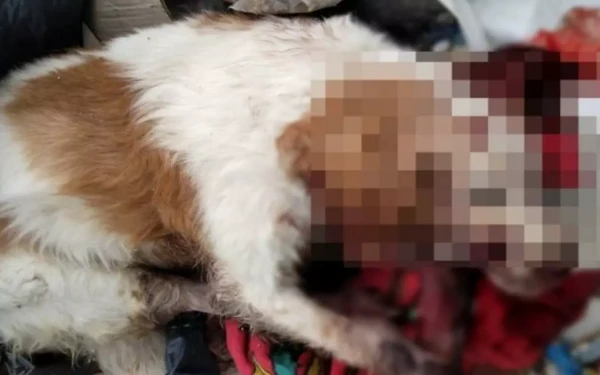 Κτηνωδία στα Χανιά: Σκύλος βρέθηκε νεκρός στα σκουπίδια