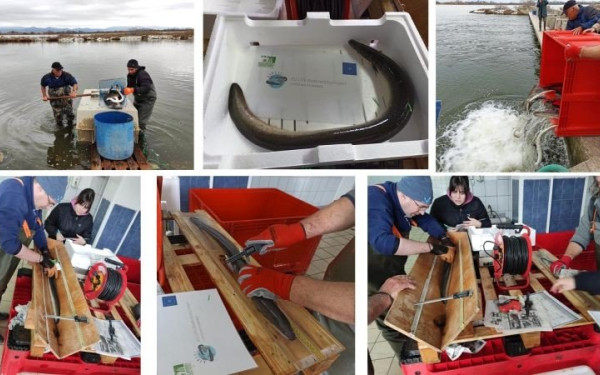 Ξάνθη: Το ταξίδι ζωής 400 χελιών από το Πόρτο Λάγος μέχρι την Καραϊβική