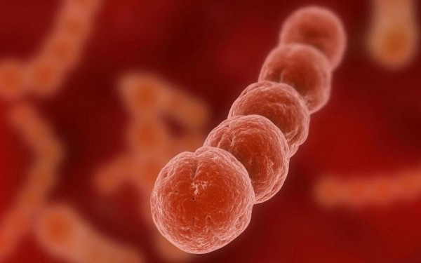 Σε καθεστώς επιτήρησης η Ηλεία για τον στρεπτόκοκκο: Δύο νεκροί και ένας σε σοβαρή κατάσταση στο νοσοκομείο Πατρών (βίντεο)