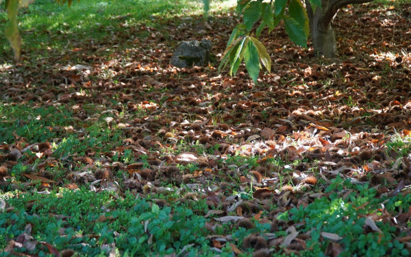 Κιλκίς: Διαμαρτυρία καστανοπαραγωγών του νομού γιά αμφισβήτηση των καστανοτεμαχίων τους