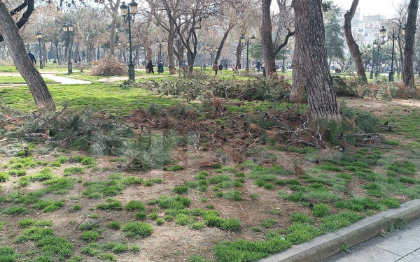Θεσσαλονίκη: Απορρίφθηκε από το Πρωτοδικείο το αίτημα για να σταματήσει η κοπή των δέντρων