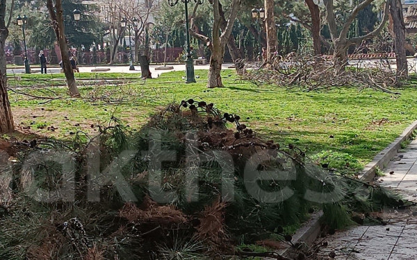 Κοπές δέντρων στη Θεσσαλονίκη: Σήμερα η δίκη για τους συλληφθέντες στην πλατεία Αρχαίας Αγοράς