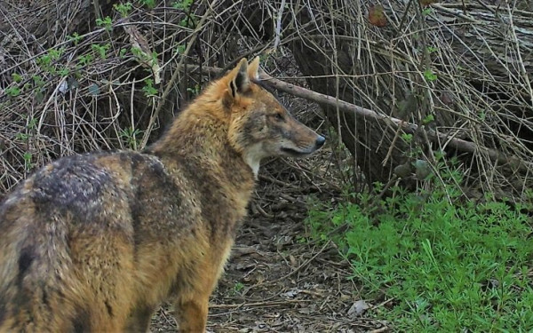  «Δυναμώνει» το ουρλιαχτό των τσακαλιών στα ελληνικά δάση