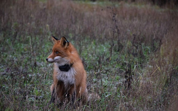 Παλαιό Φάληρο: Αλεπού βρέθηκε νεκρή με κομμένη ουρά και τραύμα στο λαιμό (φωτ.)