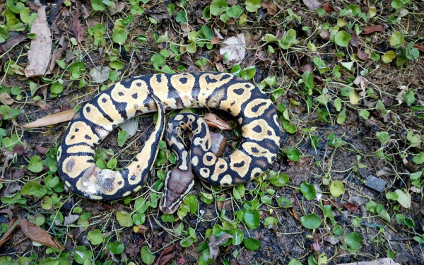 Νεπάλ: Έφηβη πεθαίνει από τσίμπημα φιδιού κλεισμένη σε καλύβα για την έμμηνο ρύση