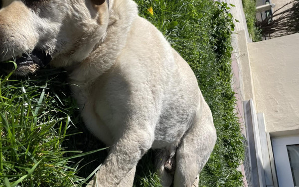 Θεσσαλονίκη: Καταγγελίες για μαζικές φόλες σε αδέσποτα στη Σίνδο - Ποια σημεία να προσέχετε (φωτ.)