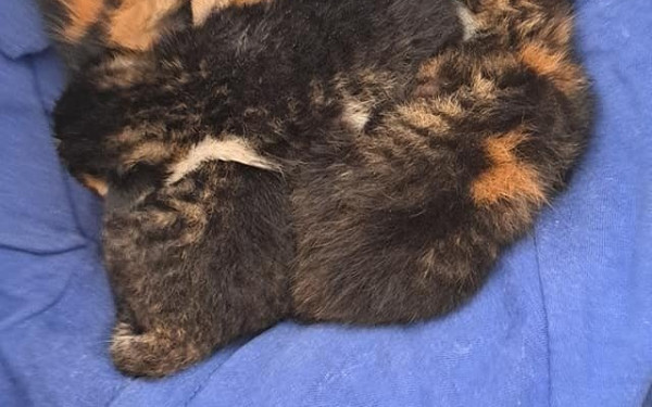 Βόλος: Ηλικιωμένη πέταξε γατάκια στα σκουπίδια