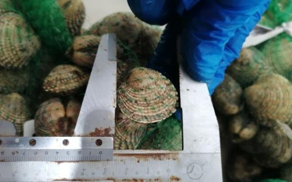 Θεσσαλονίκη: Τα κυδώνια που κατασχέθηκαν στην ιχθυόσκαλα πετάχθηκαν στη θάλασσα (φωτ.)