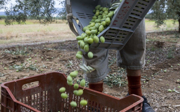 Βγήκε ο πρώτος τιμοκατάλογος για την ελιά Χαλκιδικής - H τιμή για τις χοντρές και τις ψιλές