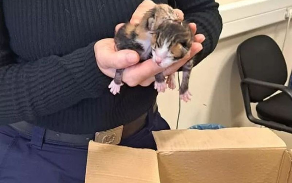 Βόλος: Στον ανακριτή σήμερα η ηλικιωμένη που φέρεται να πέταξε γατάκια σε κάδο σκουπιδιών