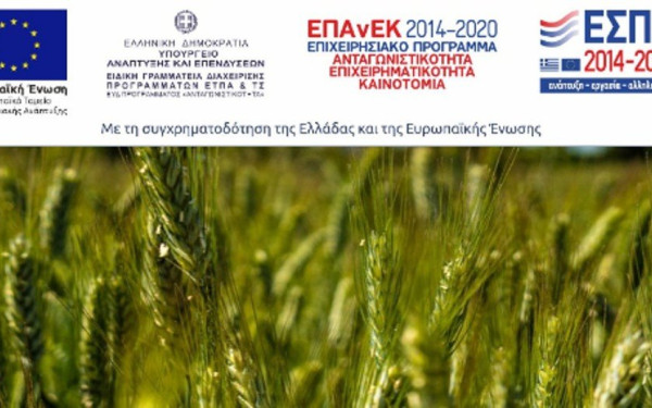 Το GrWheat και η δυναμική των ελληνικών ποικιλιών σίτου 