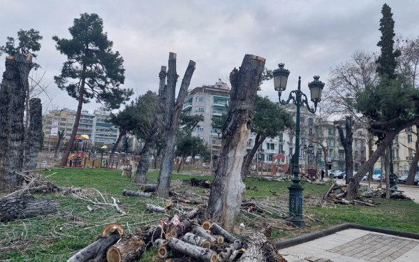 Γεωτεχνικοί: Πλημμύρες, ζέστη και ρύπανση φέρνει η μαζική κοπή των δέντρων
