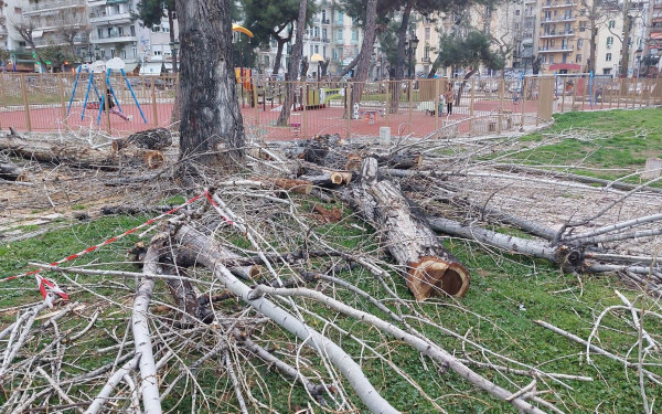 ΑΠΘ: Να σταματήσουν οι κοπές δέντρων ζητά ομόφωνα το Τμήμα Δασολογίας και Φυσικού Περιβάλλοντος 