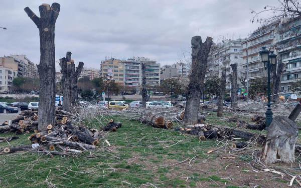 Θεσσαλονίκη - Μαδρίτη: Μπορεί η δεντροκτονία να επηρεάσει το αποτέλεσμα των δημοτικών εκλογών; Του Νίκου Ηλιάδη
