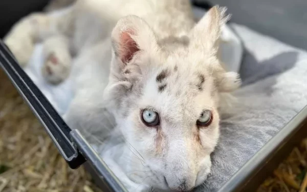 Το λευκό τιγράκι βγήκε για πρώτη φορά στον ήλιο, τρώει με όρεξη και δέχεται χάδια