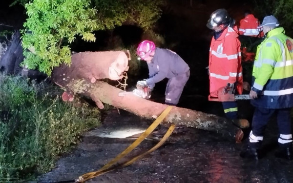 Θέρμη: Πτώσεις δέντρων και πλημμυρισμένες κατοικίες άφησε πίσω της η «Ilina» (φωτ.)