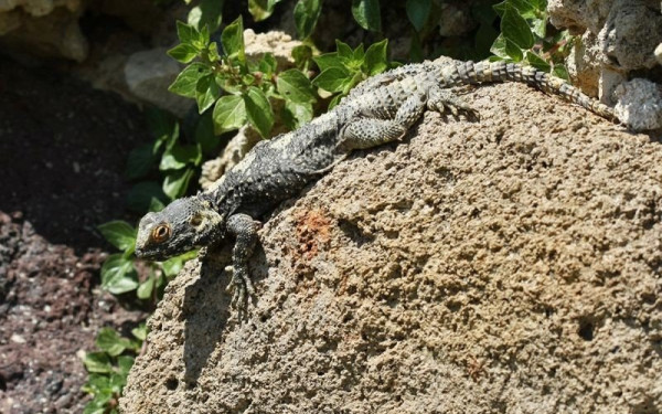 Γεγονός η πρώτη περίπτωση παρθενογένεσης σε κροκόδειλο