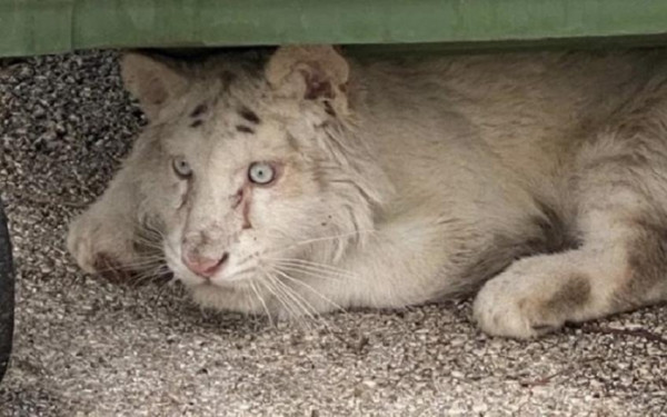 Η μικρή τίγρης Χασίγια οδεύει προς την ευθανασία 