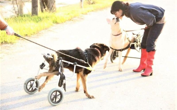 Ημέρα προβληματισμού η σημερινή Παγκόσμια Ημέρα αδέσποτων ζώων