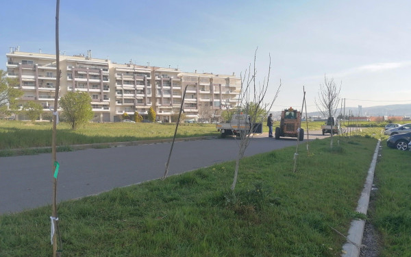 Δήμος Κορδελιού-Ευόσμου: Τριάντα σφενδαμόδεντρα φυτεύτηκαν στην οδό Βοσπόρου