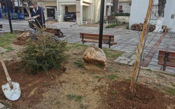 Δήμος Αμπελοκήπων-Μενεμένης: Πτώση δύο δέντρων από την θεομηνία (φωτ.)