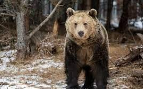 Το καταφύγιο αρκούδας στη Μπελίτσα ανοίγει ξανά τις πύλες του για τους επισκέπτες