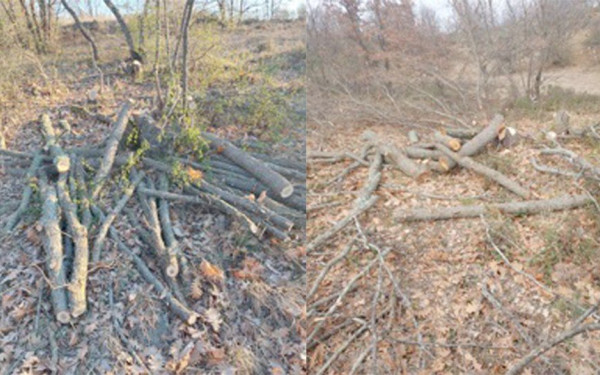 Κιλκίς: Έκοψαν παράνομα 500 δένδρα στο δασικό σύμπλεγμα Κρουσσίων!