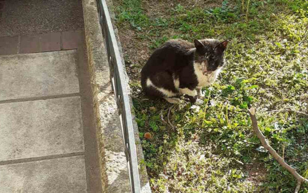 Θεσσαλονίκη: Κλώτσησαν γατάκι στο κεφάλι και του έσπασαν τη γνάθο (φωτ.)