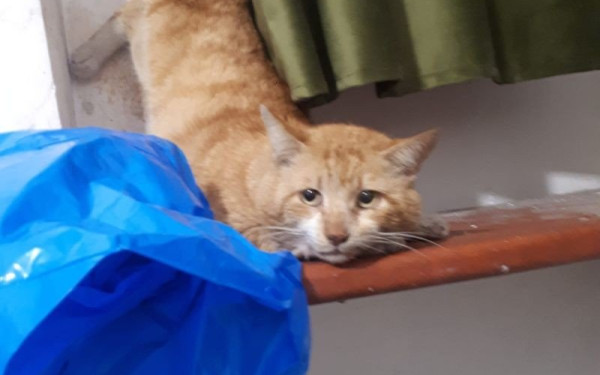 Θεσσαλονίκη: Πυροσβέστες έσωσαν γατούλη που εγκλωβίστηκε σε ανάκληση σε υπόγεια αποθήκη (φωτ.)