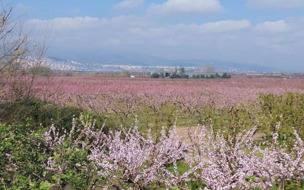 Ημαθία: Βόλτα στις ανθισμένες ροδακινιές με... ταξί (φωτ.)