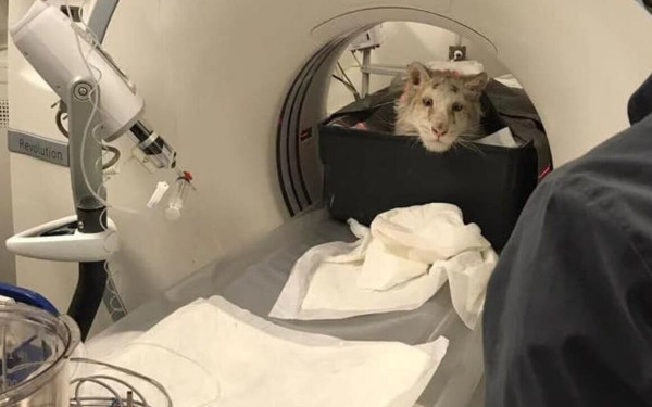 Τίτλοι τέλους για το λευκό τιγράκι: Πραγματοποιήθηκε η ευθανασία