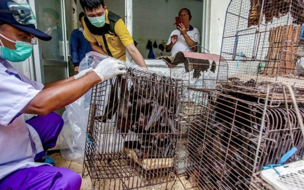 Κίνα: Δεν υπάρχουν αποδείξεις για την προέλευση της COVID από τα ζώα