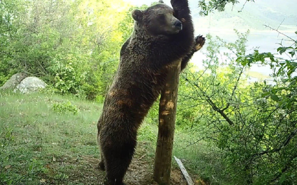 Θεσσαλονίκη: Σε ευρωπαϊκό πρόγραμμα για τη βελτίωση της συνύπαρξης ανθρώπων και μεγάλων σαρκοφάγων ο «Αρκτούρος»