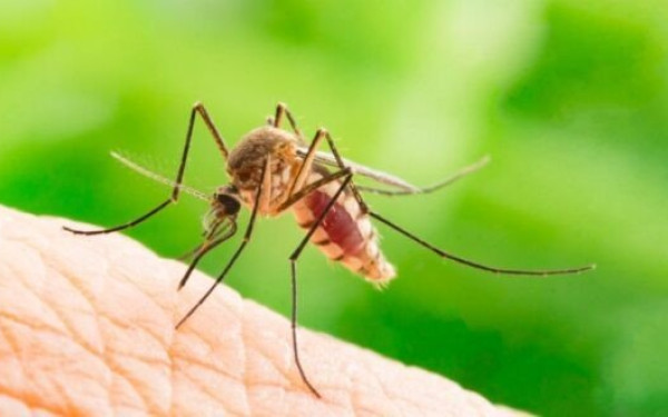 Θέρμη: Άρχισαν οι παρεμβάσεις για την καταπολέμηση των κουνουπιών στο δήμο 