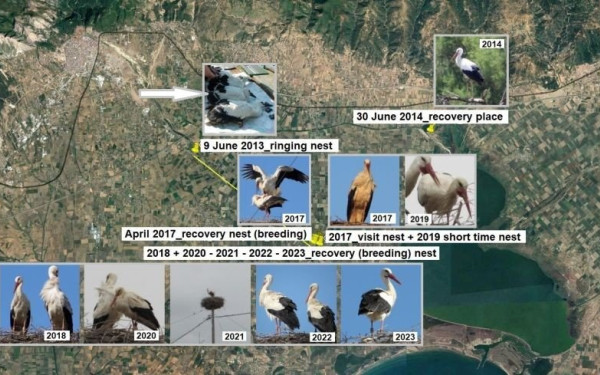  Δαχτυλίδι «αρραβώνα» με την Ξάνθη φορά πελαργός!
