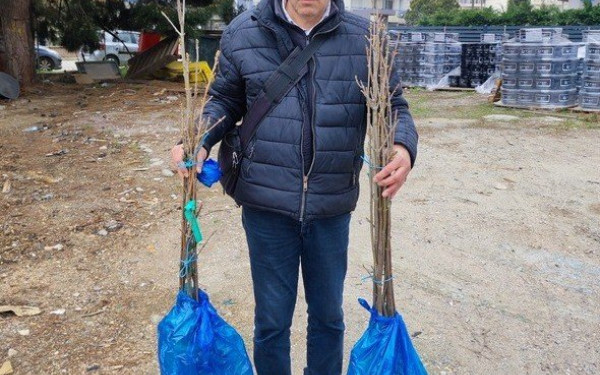 Σφενδαμόδεντρα από τον Καναδά φυτεύονται σε κάθε γωνιά της Β. Ελλάδας