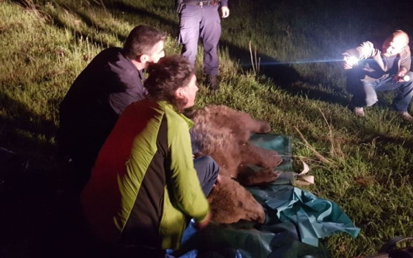 Αρκούδα πιάστηκε σε παγίδα για αγριογούρουνα στη Λάρισα