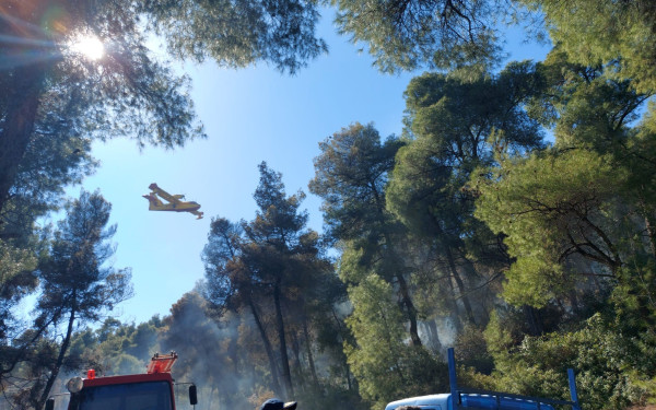 Χαλκιδική: Υπό έλεγχο η φωτιά σε δασική έκταση στο Παλιούρι (φωτ.) 
