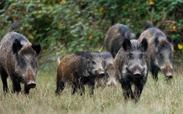 Συνεργείο Δίωξης Αγριόχοιρου στις 6/5 στον Δήμο Λαγκαδά