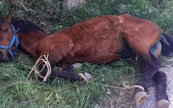 Εικόνες ντροπής στην Τζια: Άλογο παστουρωμένο κρεμόταν σε πλαγιά λόγω εξάντλησης - Συνελήφθη ο ιδιοκτήτης