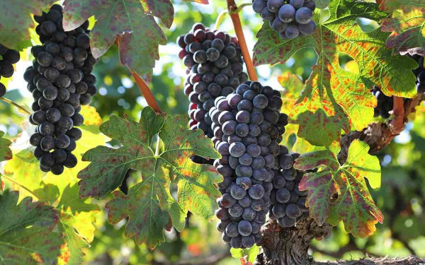 Περονόσπορος, χαλάζι και καύσωνας «χτύπησαν» φέτος τα σταφύλια