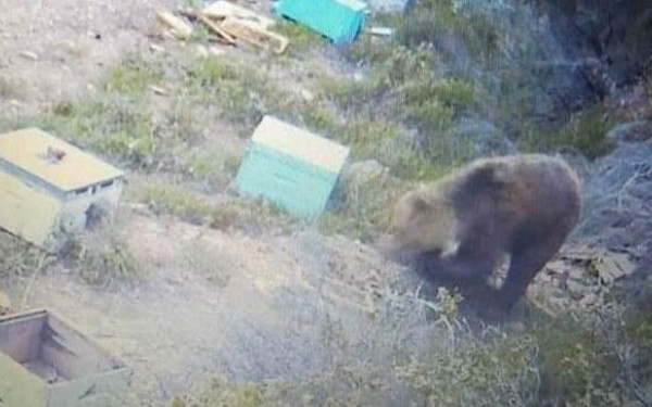 Χαλκιδική - Αρκούδα στα Βράσταμα: Κάθε βράδυ καταστρέφει τα μελίσσια