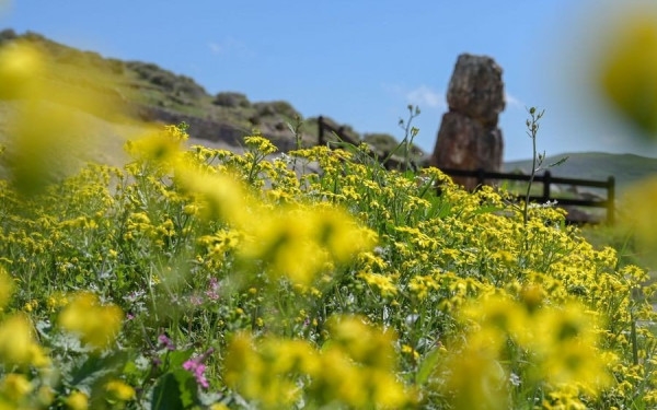 Μυτιλήνη: Περισσότερα από 360 είδη φυτών στο Πάρκο Απολιθωμένου Δάσους της Λέσβου