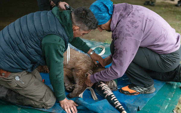 Ο Θωμάς, το ορφανό αρκουδάκι, επέστρεψε σπίτι του (φωτ.)
