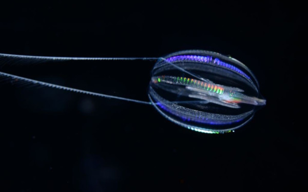 Οι επιστήμονες μάλλον κατάλαβαν πώς έμοιαζαν τα πρώτα ζώα της Γης (φωτ.)